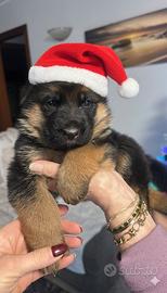 Cuccioli pastore tedesco