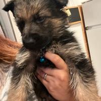 Meravigliosoo cucciolo pastore