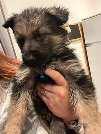 Meravigliosoo cucciolo pastore