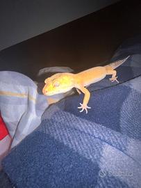Geco leopardino