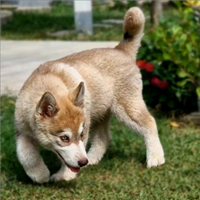 Alaskan malamute