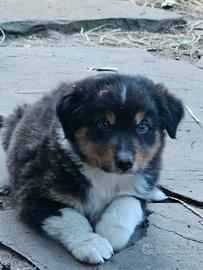 Cucciola pastore australiano