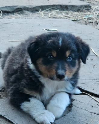 Cucciola pastore australiano