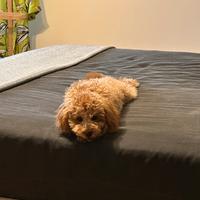 Barboncino toy per accoppiamento