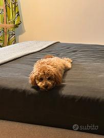 Barboncino toy per accoppiamento