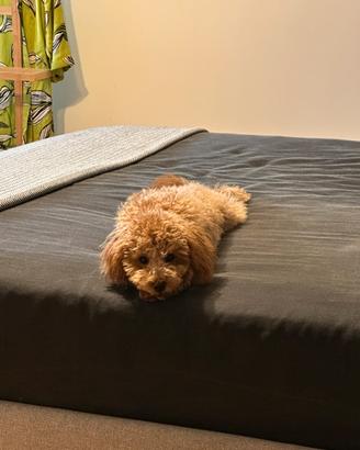 Barboncino toy per accoppiamento