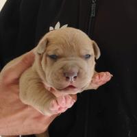 American pitbull terrier
