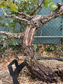 PreBonsai quercia  Roverella yamadori
