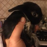 Ariete giarra nero pura razza