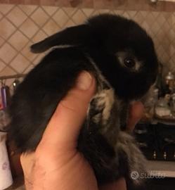 Ariete giarra nero pura razza