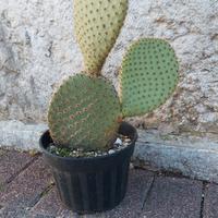 Pianta grassa/cactus