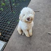 Cucciolo lagotto romagnolo