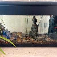 Acquario