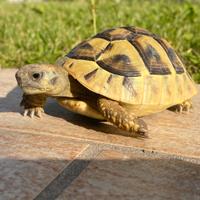 Tartarughe di terra
