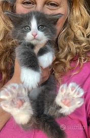 Cucciolo gattino di gatto norvegese delle foreste
