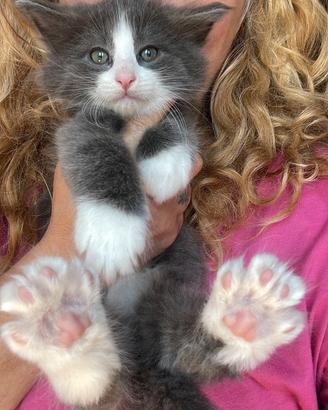 Cucciolo gattino di gatto norvegese delle foreste