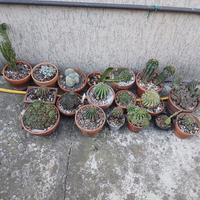 piante grasse e cactus 