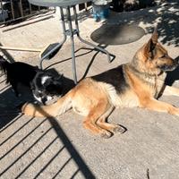 Pastore tedesco regalasi