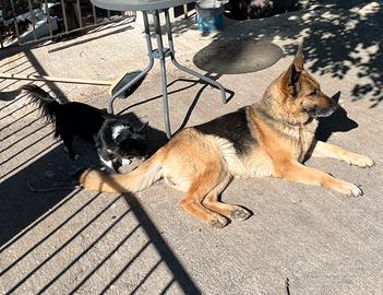 Pastore tedesco regalasi