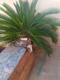 splendida pianta di cykas revolutah 130cm
