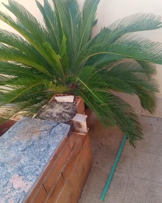 splendida pianta di cykas revolutah 130cm