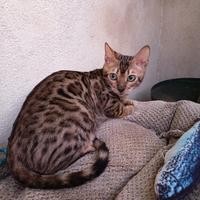 Gatto bengala