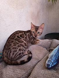 Gatto bengala