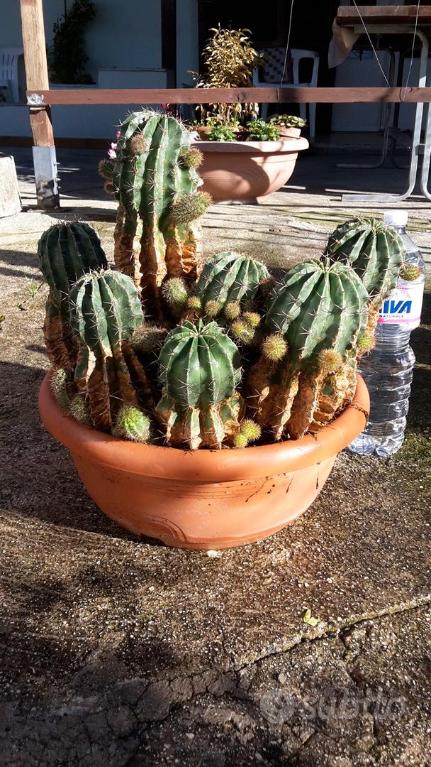 Cactus in Vaso - Composizione piante grasse - Giardino e Fai da te In  vendita a Frosinone