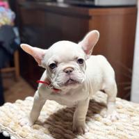 Bulldog francese Lilac tan Platinum maschio