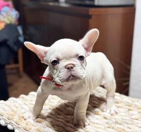 Bulldog francese Lilac tan Platinum maschio