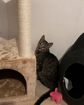 Gattina cucciola - Milano e provincia