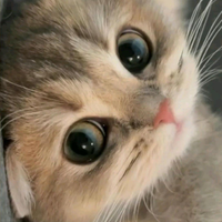 Cuccioli di british shorthair