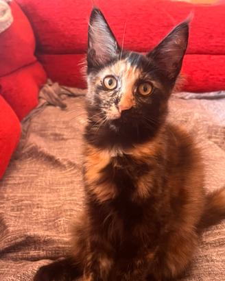 Disponibili cuccioli di Maincoon