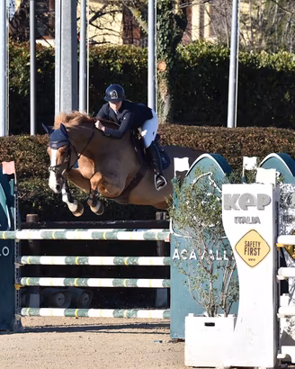 Cavallo salto ostacoli