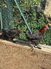 Coppia di marans nero-ramata