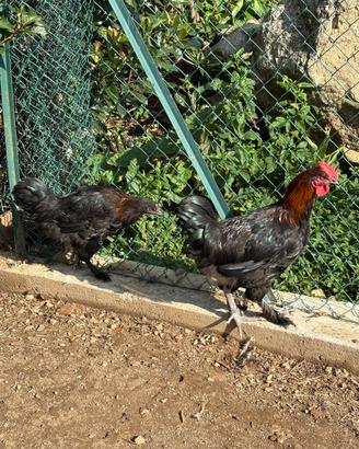 Coppia di marans nero-ramata