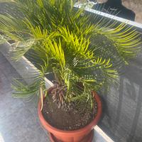 Pianta cycas cicas