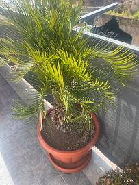 Pianta cycas cicas