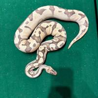 Pitone maschio adulto