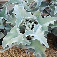 kalanchoe beharensis ( orecchio di elefante )