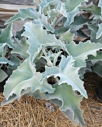 kalanchoe beharensis ( orecchio di elefante )