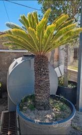 Cycas revoluta adulta grande vaso- tronco formato