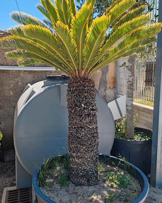 Cycas revoluta adulta grande vaso- tronco formato