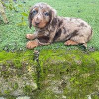 Bassotto Standard Pelo Lungo