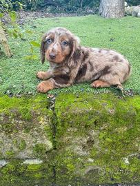 Bassotto Standard Pelo Lungo