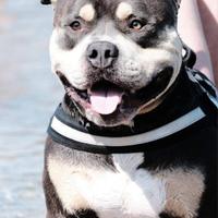 American Bully per monta