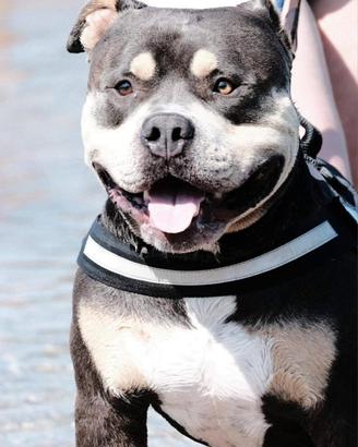 American Bully per monta