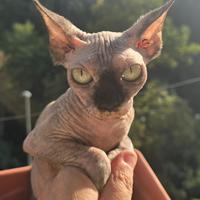 Sphynx