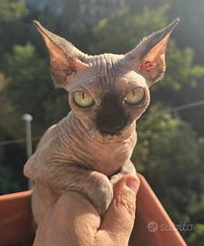 Sphynx