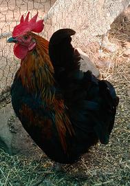 Gallo concincina nana